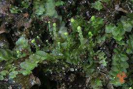 Attēlu rezultāti vaicājumam “Calypogeia sphagnicola”