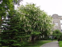 Attēlu rezultāti vaicājumam “Cladrastis kentukea”