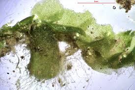 Attēlu rezultāti vaicājumam “Calypogeia”