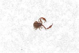 Attēlu rezultāti vaicājumam “Chelifer cancroides”