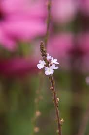 Image result for Verbena officinalis