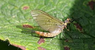 Attēlu rezultāti vaicājumam “Ephemeroptera”