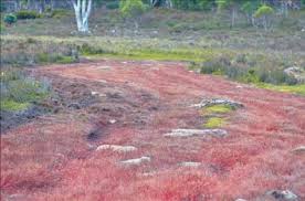 Attēlu rezultāti vaicājumam “Juncus bulbosus”