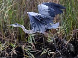 Image result for heron