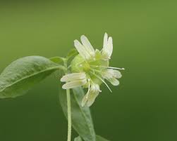 Attēlu rezultāti vaicājumam “Silene baccifera fruit”