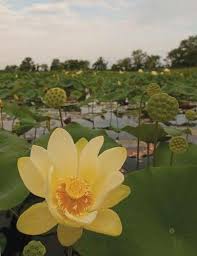 Attēlu rezultāti vaicājumam “Lotus sp. flower”