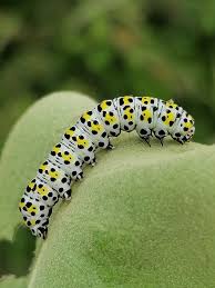 Attēlu rezultāti vaicājumam “Cucullia lucifuga larva”