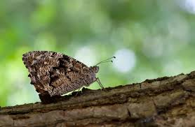 Attēlu rezultāti vaicājumam “Hipparchia alcyone underside”