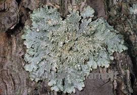 Attēlu rezultāti vaicājumam “Punctelia subrudecta”