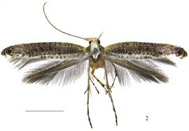 Attēlu rezultāti vaicājumam “Argyresthiidae”