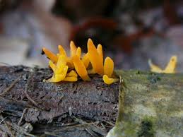 Attēlu rezultāti vaicājumam “Calocera glossoides”