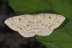Attēlu rezultāti vaicājumam “Cyclophora albipunctata”