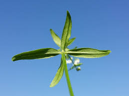 Attēlu rezultāti vaicājumam “Galium elongatum”