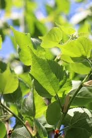 Attēlu rezultāti vaicājumam “Tilia cordata”