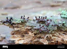 Attēlu rezultāti vaicājumam “Arcyria globosa young”