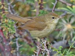 Attēlu rezultāti vaicājumam “Acrocephalus dumetorum”