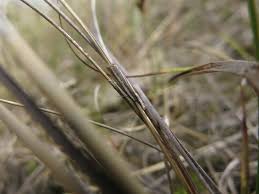 Attēlu rezultāti vaicājumam “Catoptria fulgidella”