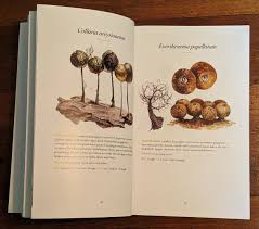 Attēlu rezultāti vaicājumam “Collaria arcyrionema stalked”