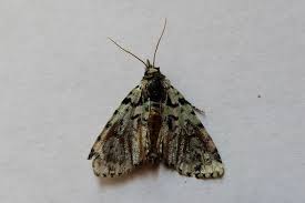 Attēlu rezultāti vaicājumam “Moma alpium”