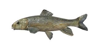 Image result for Catostomus commersonii