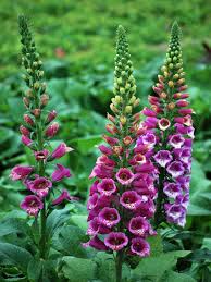 Attēlu rezultāti vaicājumam “Digitalis purpurea flower”