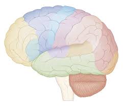 Image result for map of the brain