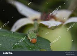 Attēlu rezultāti vaicājumam “Allantus cinctus”