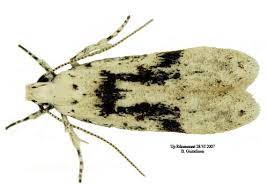 Attēlu rezultāti vaicājumam “Carpatolechia alburnella”