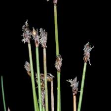 Attēlu rezultāti vaicājumam “Eleocharis uniglumis leaf”