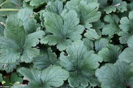 Attēlu rezultāti vaicājumam “Waldsteinia geoides”