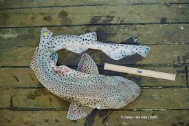Image result for Scyliorhinus stellaris