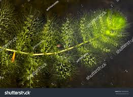 Attēlu rezultāti vaicājumam “Utricularia intermedia leaf”