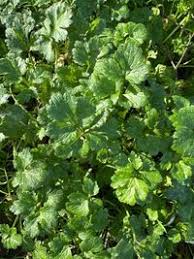 Attēlu rezultāti vaicājumam “Ranunculus polyanthemos”