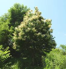 Attēlu rezultāti vaicājumam “Syringa reticulata subsp. amurensis”