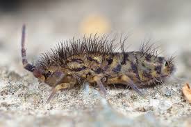 Attēlu rezultāti vaicājumam “Orchesella sp.”