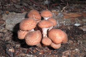 Attēlu rezultāti vaicājumam “Didymium serpula young”