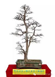 Image result for 艰苦阅历 孔泰初