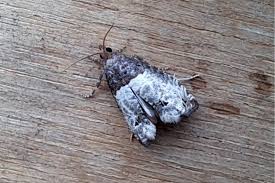 Attēlu rezultāti vaicājumam “Notocelia roborana”