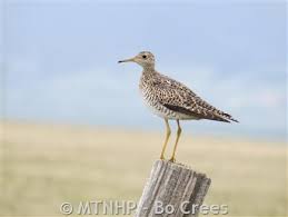 Image result for Bartramia longicauda