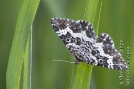 Attēlu rezultāti vaicājumam “Epirrhoe tristata imago”