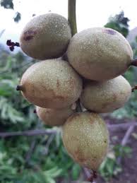 Attēlu rezultāti vaicājumam “Juglans regia fruit”