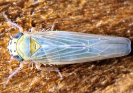 Attēlu rezultāti vaicājumam “Macrosteles nymph”