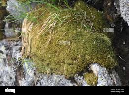 Attēlu rezultāti vaicājumam “Dicranales”