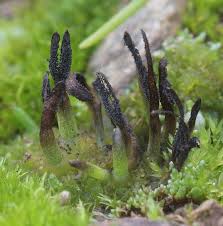 Attēlu rezultāti vaicājumam “Anthocerotopsida”