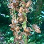 Attēlu rezultāti vaicājumam “Digitalis purpurea fruit”