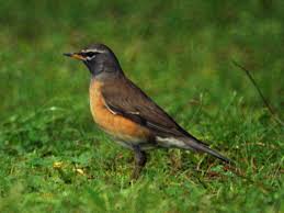 Image result for Turdus obscurus