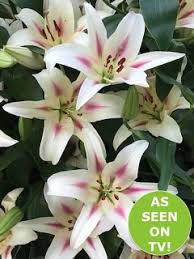 Image result for Lilium martagon `Manitoba Fox`