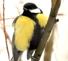 Attēlu rezultāti vaicājumam “Parus major male”