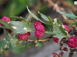 Attēlu rezultāti vaicājumam “Chenopodium foliosum fruit”