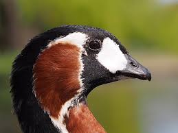 Attēlu rezultāti vaicājumam “Branta ruficollis adult”